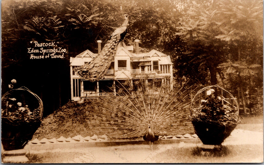 MI, BENTON HARBOR - Eden Springs, House of David - Peacock RPPC - R00323